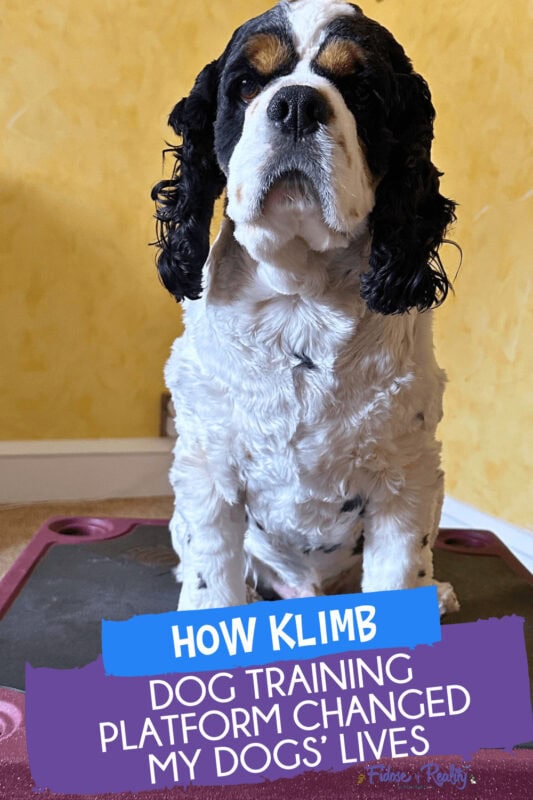 How KLIMB dog training platform transformed my cocker spaniels
