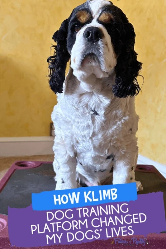 Como a plataforma de treinamento de cães Klimb transformou meu cocker spaniels