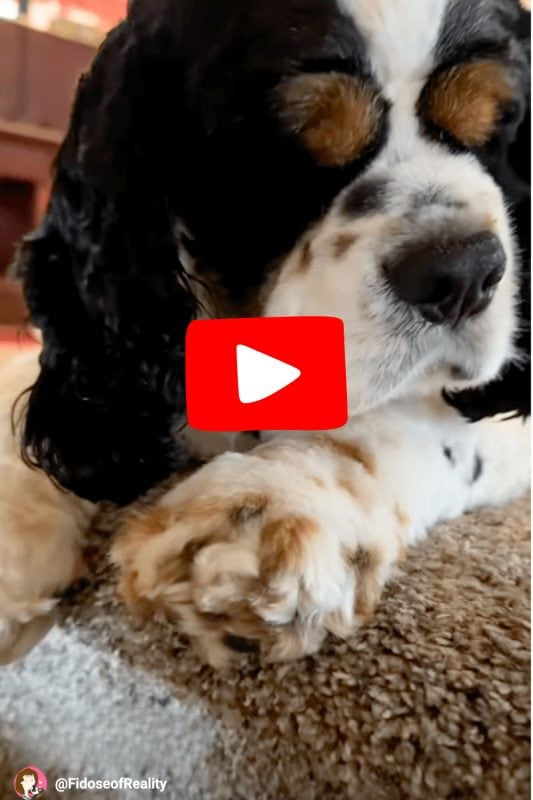 Cocker Spaniel takes world's first dog hearing test on app