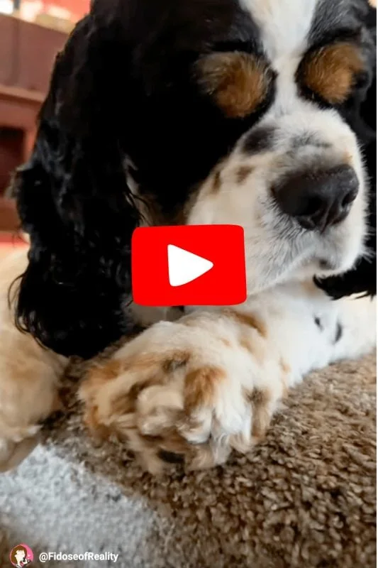 Cocker Spaniel takes world's first dog hearing test on app