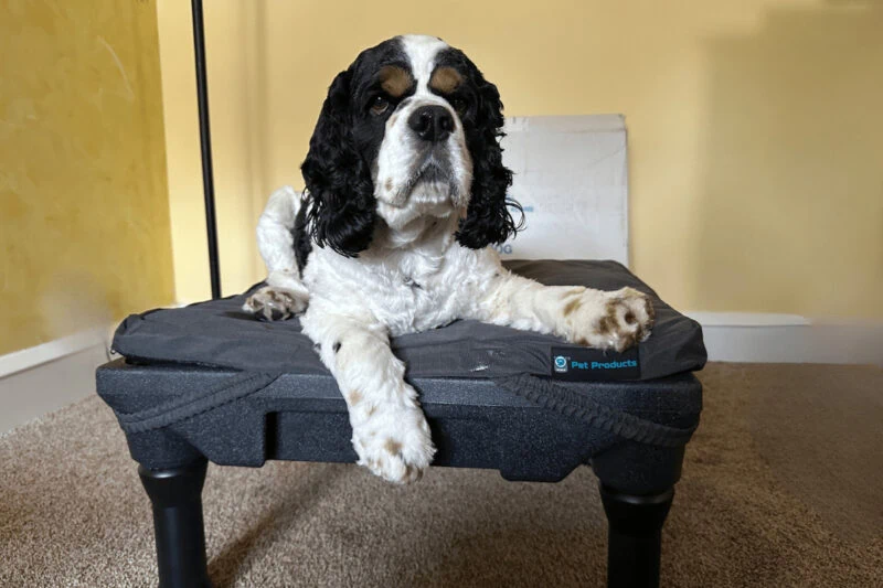 Dog laying down on bed with dog training platform