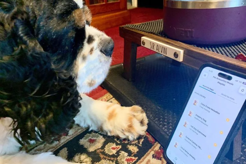 Cocker Spaniel listens to calming music on dog hearing test app