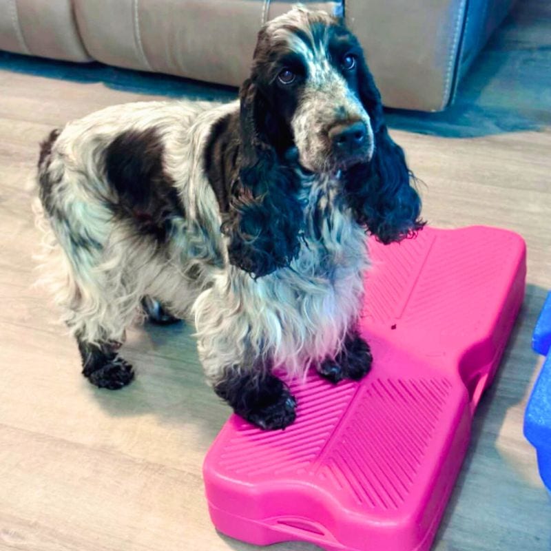 dog training tools as Cocker Spaniel practices