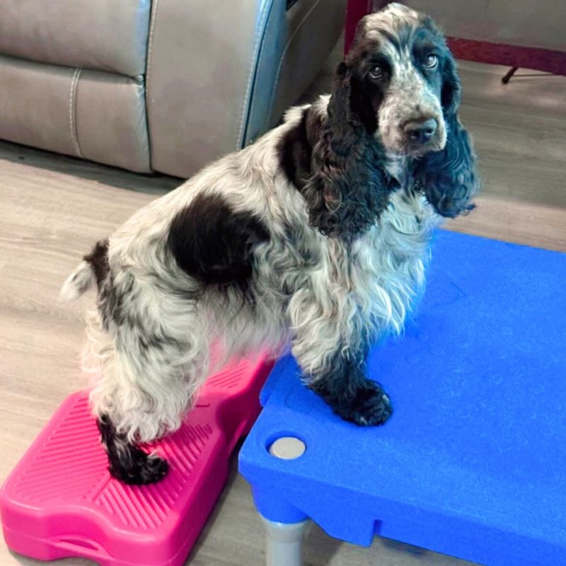 Dog practices on KLIMB and Propel for training