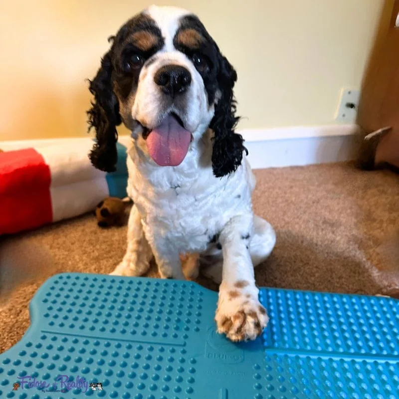 Dog puts paw on dog training tool called Propel