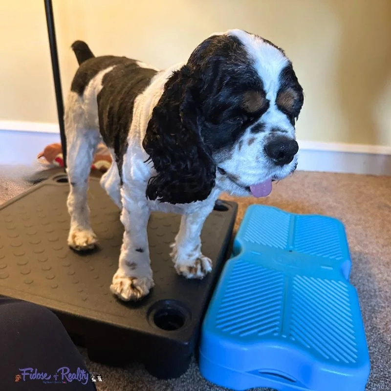 Dog learning to use a Propel unit from Blue 9