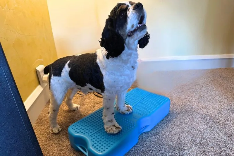 Cocker Spaniel practices on Propel dog training tool