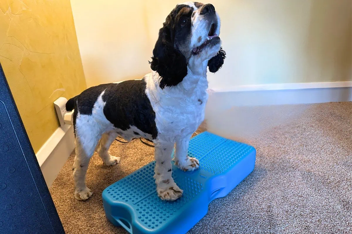 Cocker Spaniel practices on Propel dog training tool