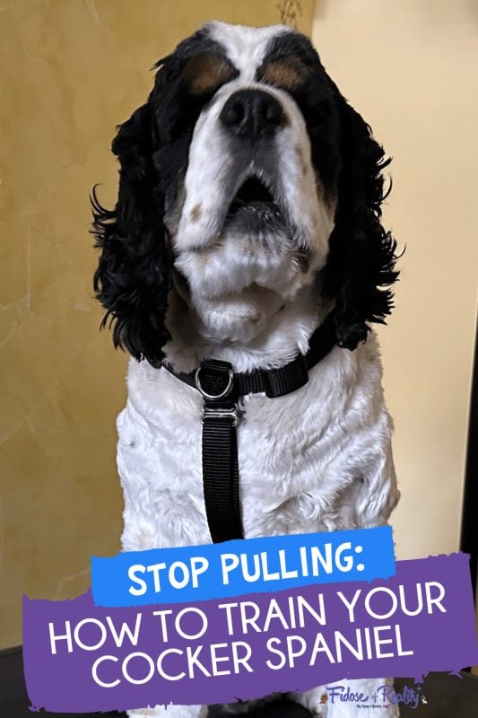 How to stop leash pulling in Cocker Spaniels
