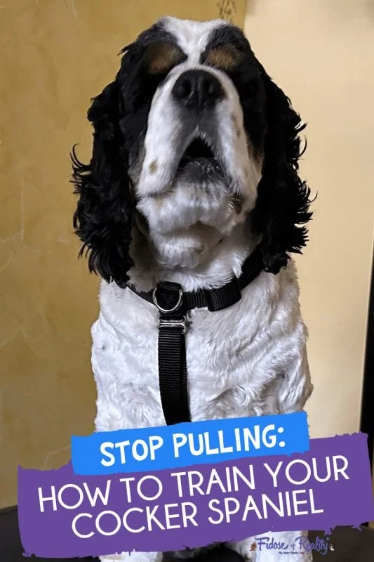 How to stop leash pulling in Cocker Spaniels