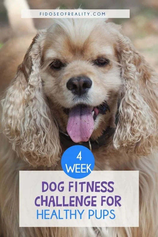 4-week dog fitness challenge