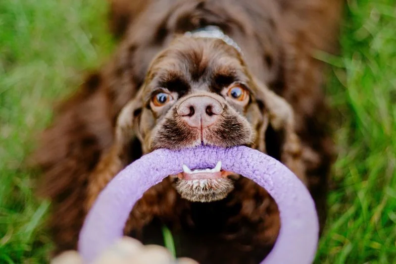 Dog fitness challenge with cocker spaniel