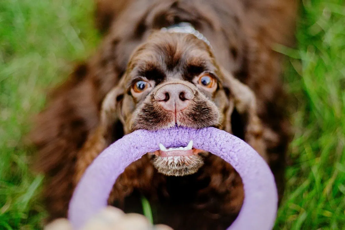 Dog fitness challenge with cocker spaniel