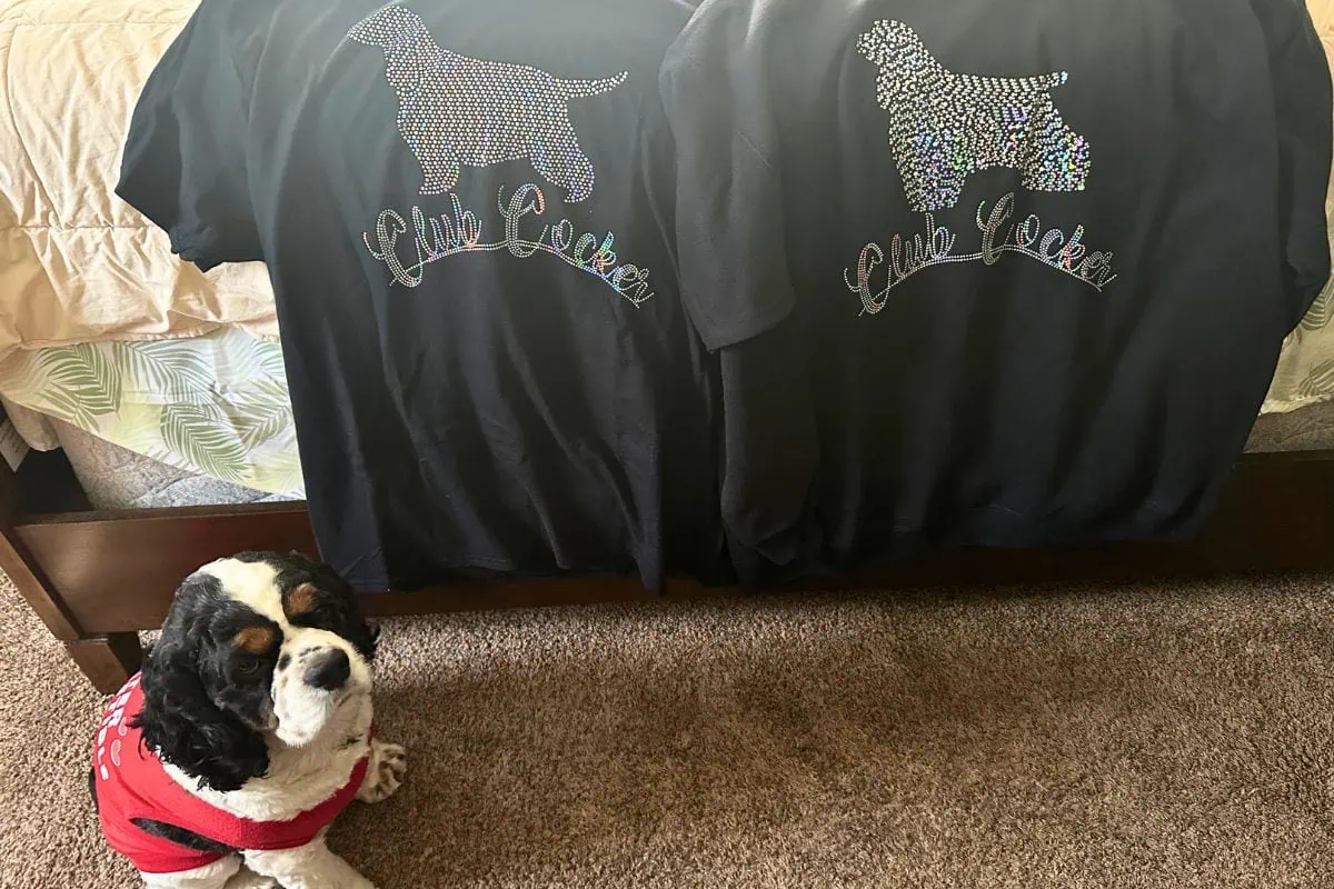 Cocker Spaniel with shirts