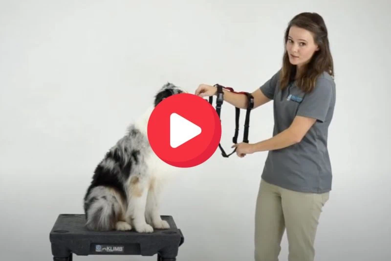 How to fit dog to stop pulling with Blue-9 Harness Balance