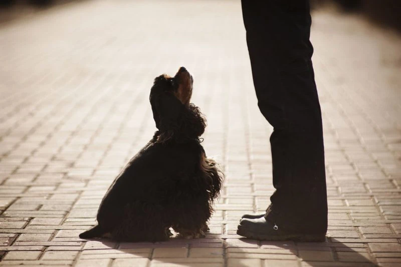 Cocker Spaniel looks at owner