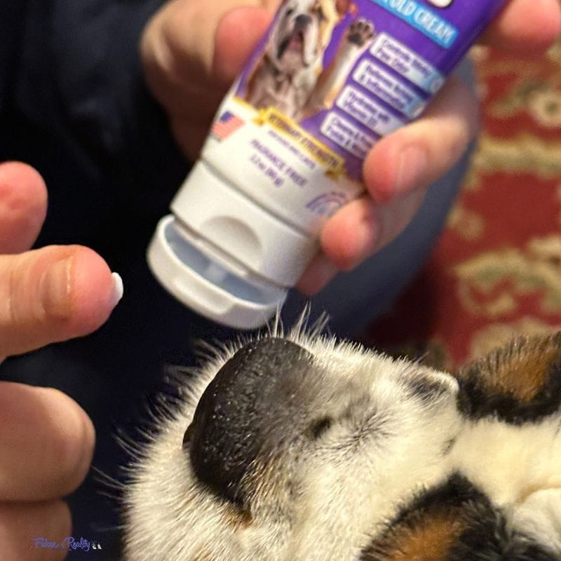dog getting cream applied to nose