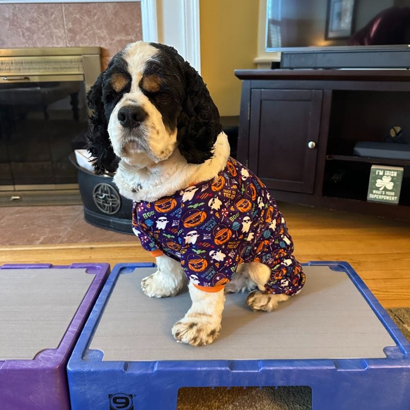 Cocker Spaniels and all dogs with common behavioral problems may benefit from a KLIMB Jr