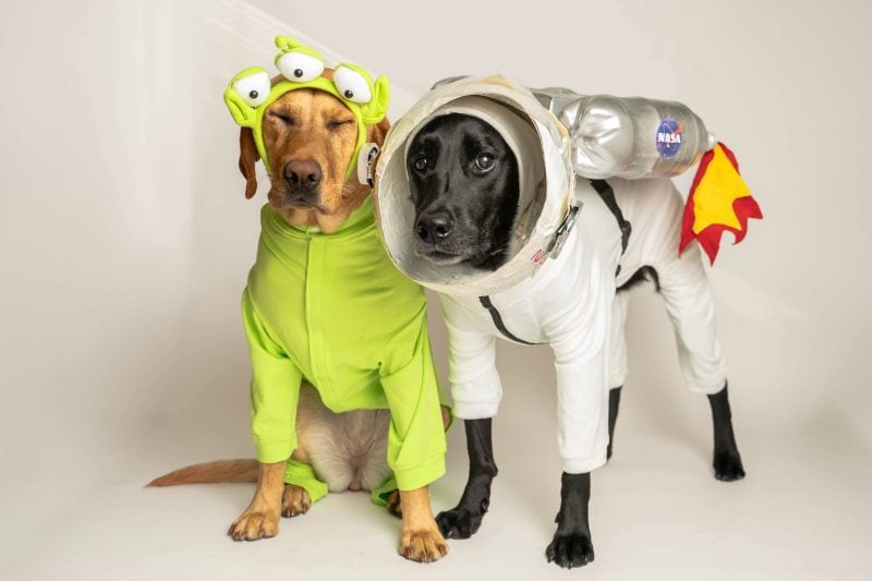 outer space dogs