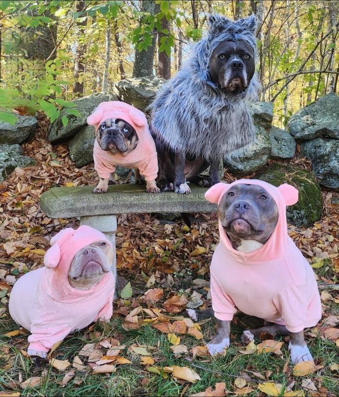 dogs as three little pigs