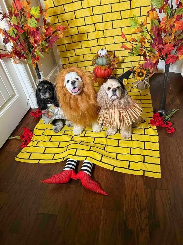 wizard of oz dogs