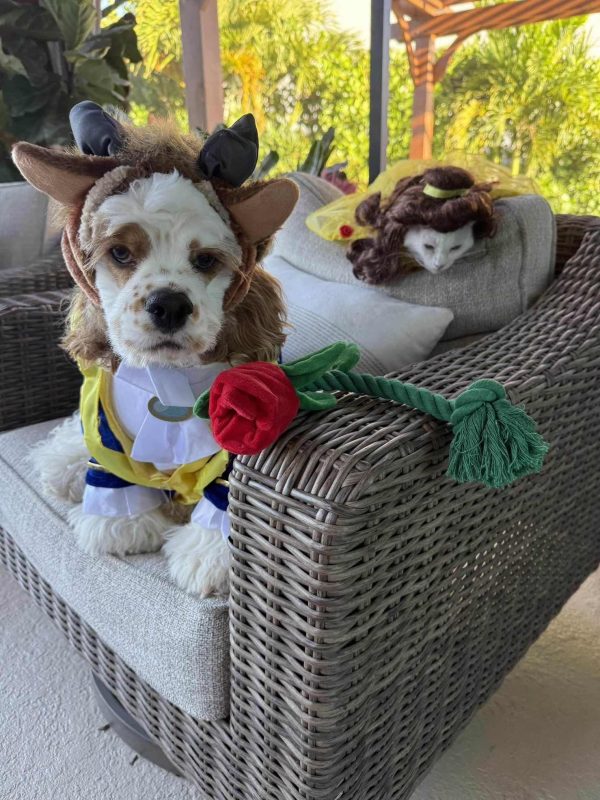 dog and cat beauty and the beast