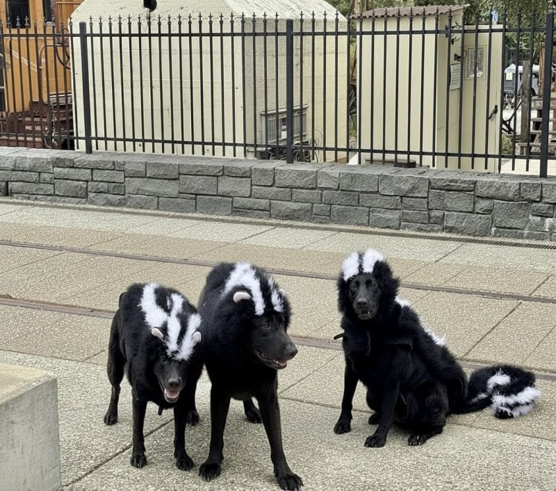 dogs dressed as skunks