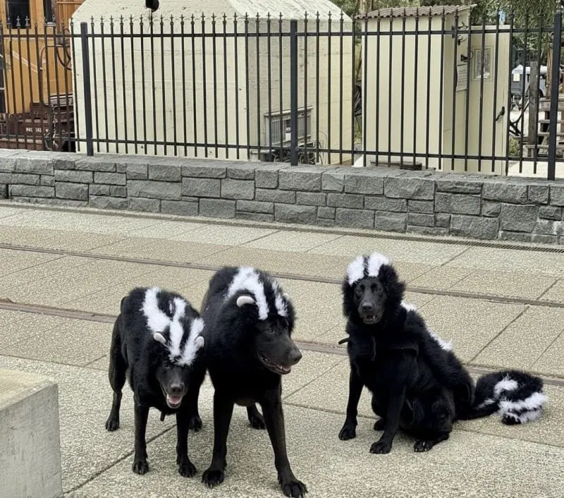 dogs dressed as skunks