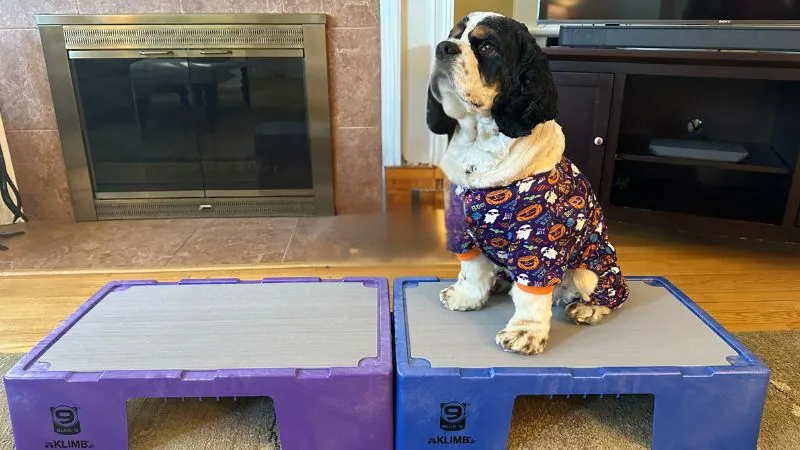 common dog behavioral problems being addressed by two training platforms