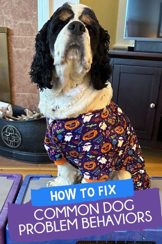 How to fix common dog problem behaviors