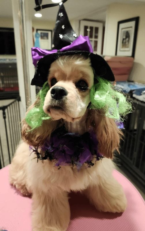 good witch doggy