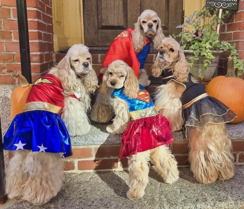cocker spaniel super heroes
