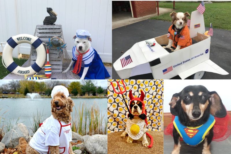 dog halloween photo contest entries