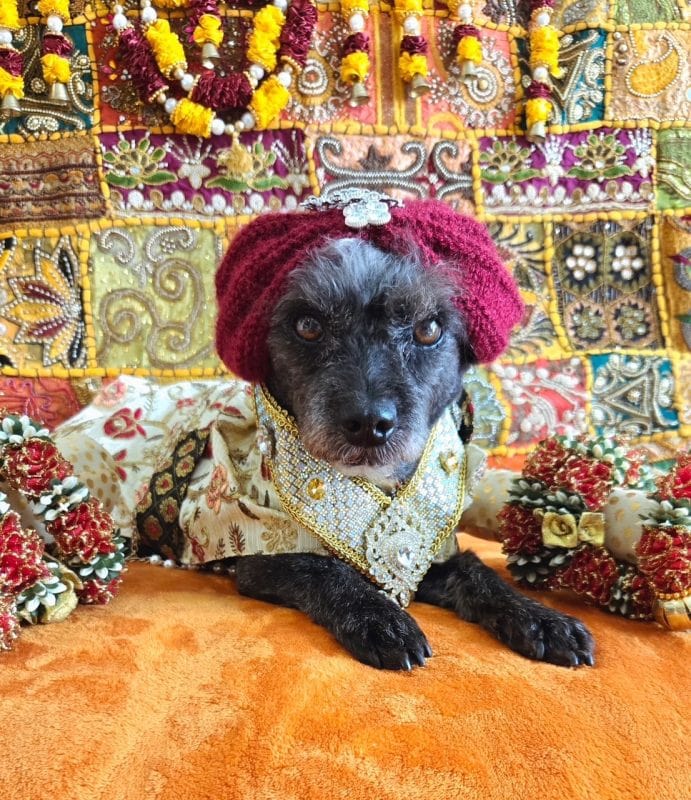 dog maharaja