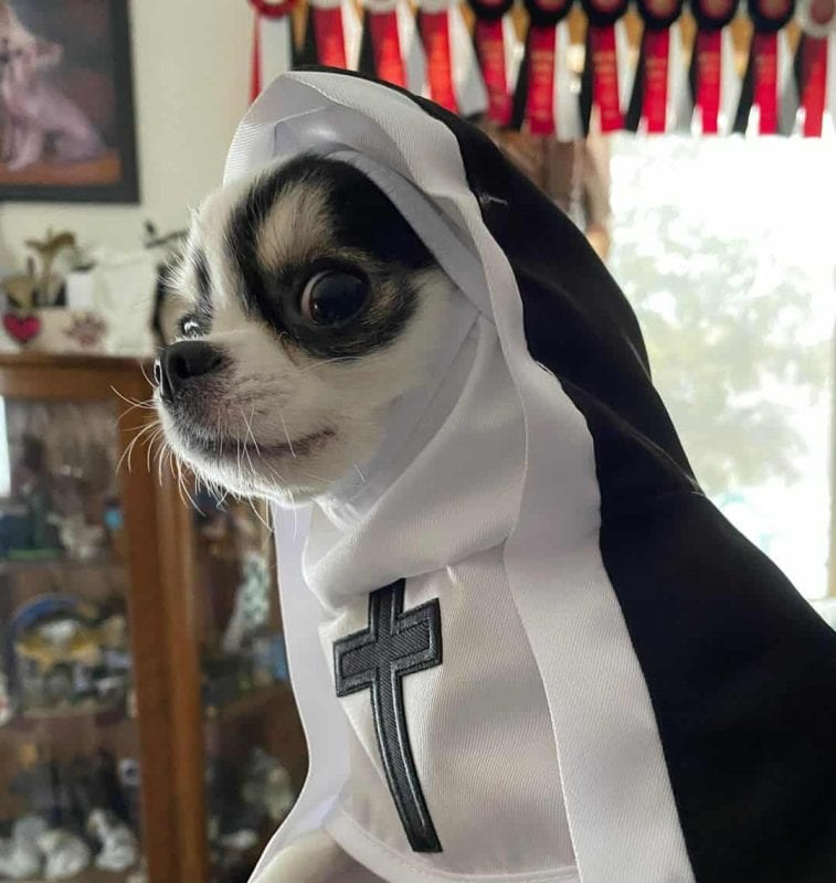 dog as a nun for Halloween