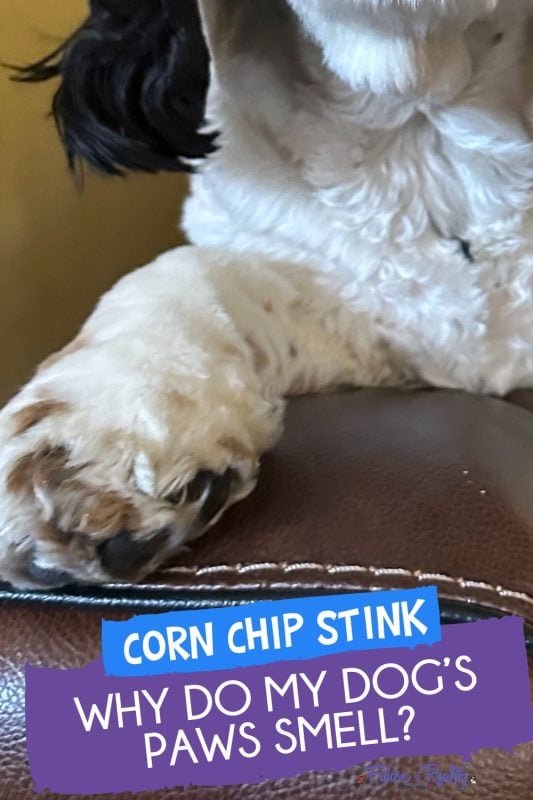 Why do my dog's paws smell like corn chips?