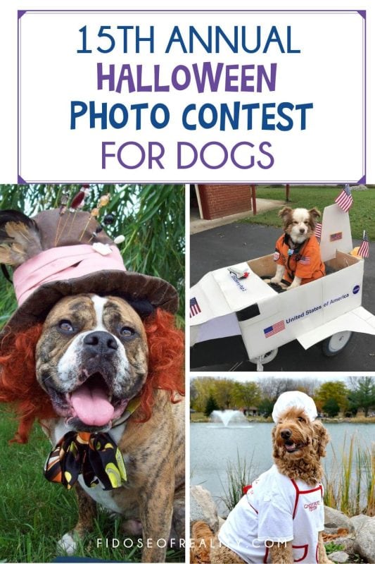 Dog Halloween Photo Contest entries
