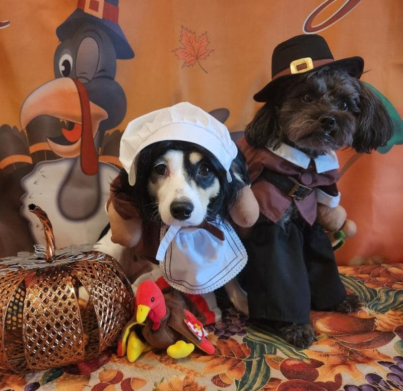 dog pilgrims for Halloween