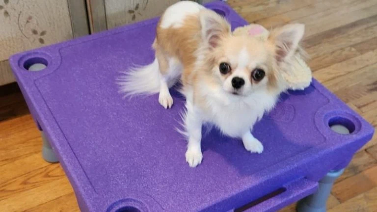 Chihuahua looks pretty on platform