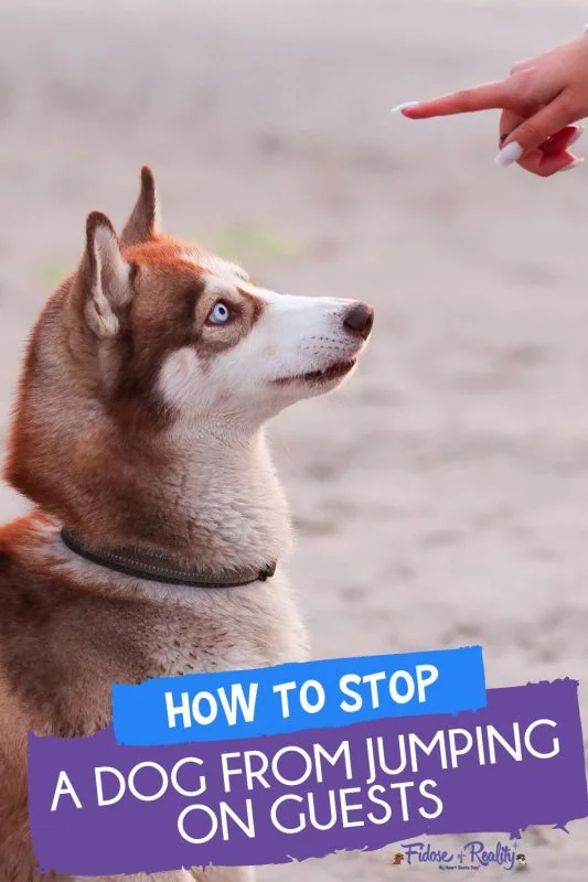 HOW TO STOP A DOG FROM JUMPING