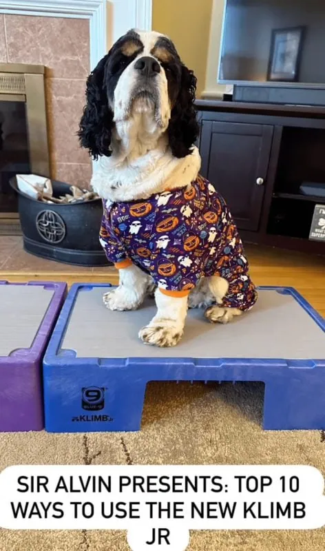 dog sits on dog training platform