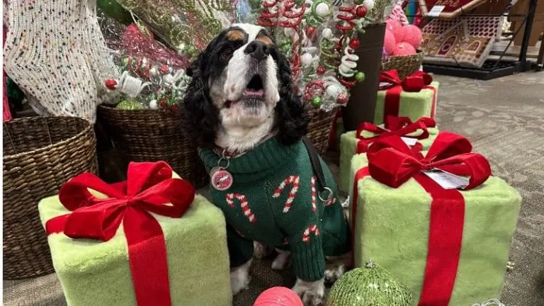 dog with presents for dog lovers gift guide