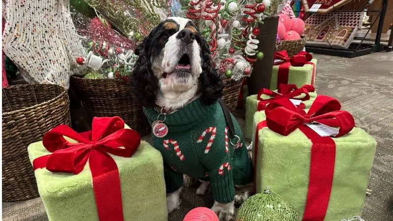 dog with presents for dog lovers gift guide
