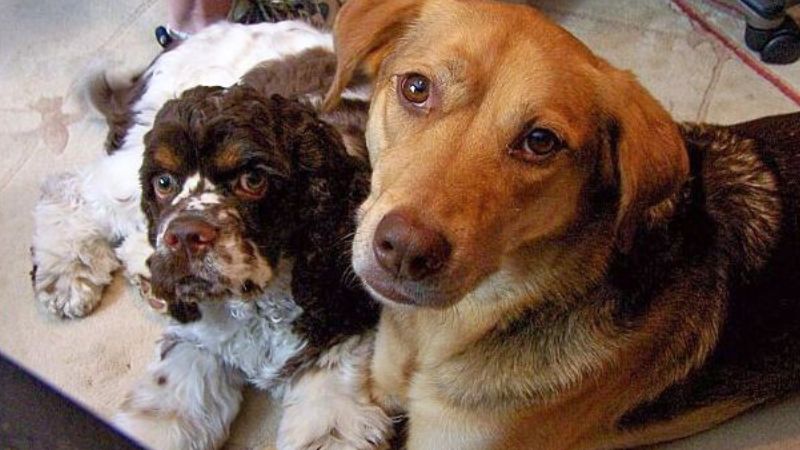 knowing how to train a nervous dog creates happiness