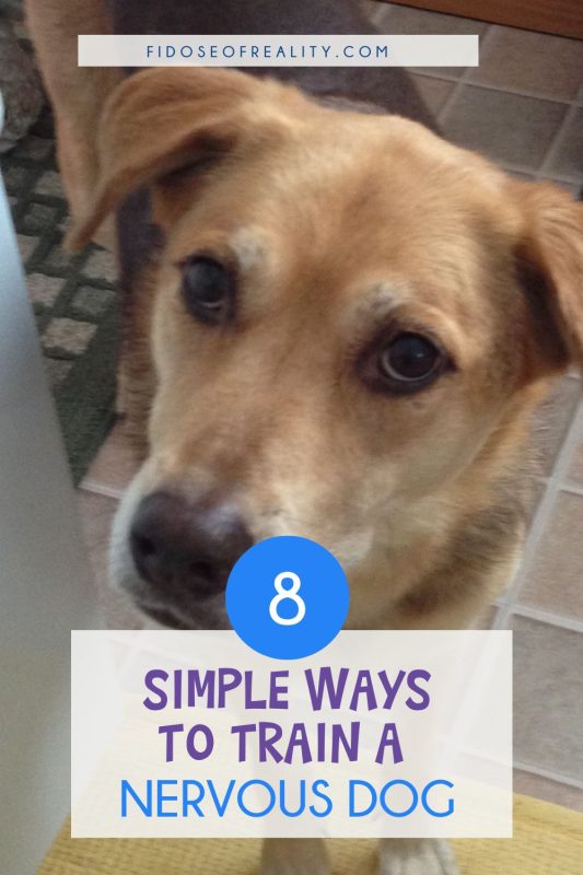Simple ways to train a nervous dog