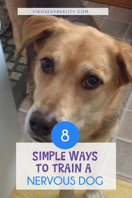 Simple ways to train a nervous dog