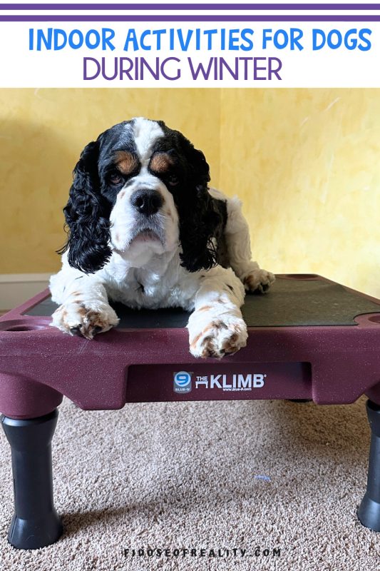 Indoor activities for dogs during winter