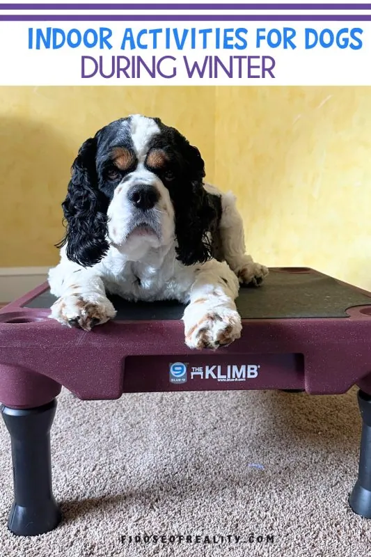 Indoor activities for dogs during winter