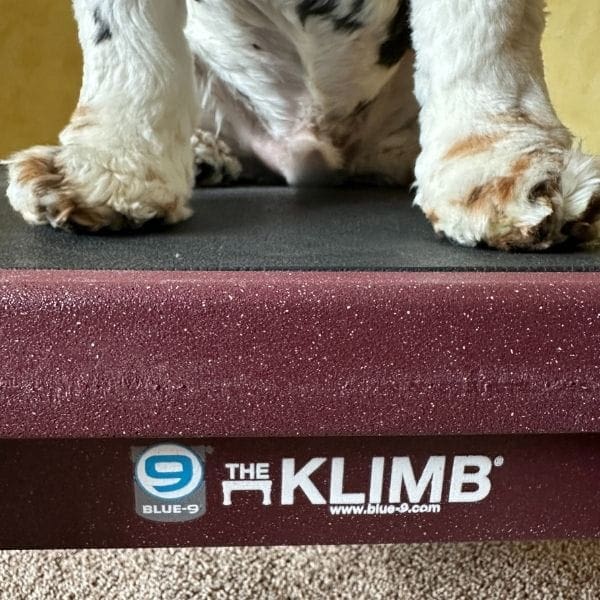 indoor activities for dogs as Cocker sits on KLIMB