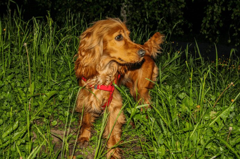 dog outside for safely walking a dog at night